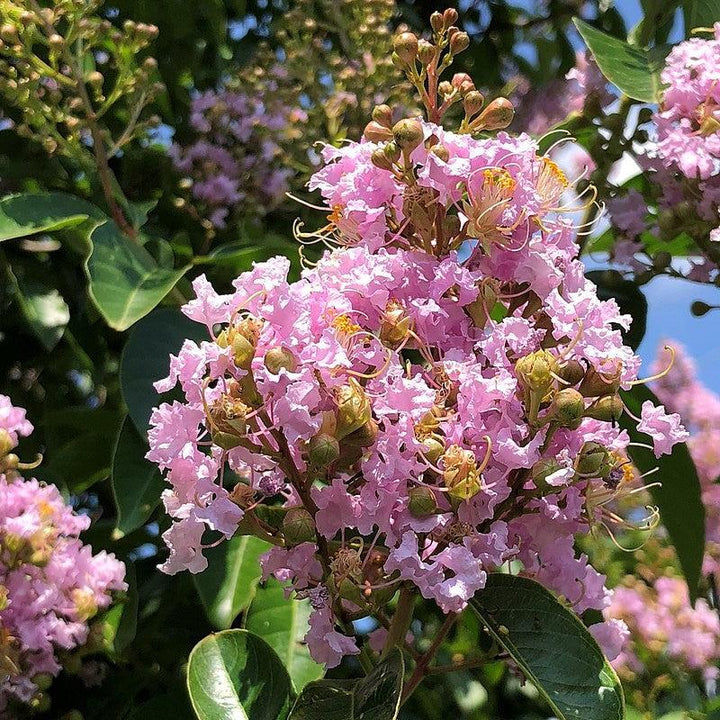 Lagerstroemia ‘Basham’s Party Pink’~ Basham’s Party Pink Crape Myrtle-ServeScape