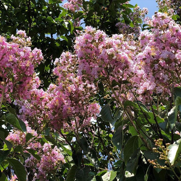 Lagerstroemia ‘Basham’s Party Pink’~ Basham’s Party Pink Crape Myrtle-ServeScape