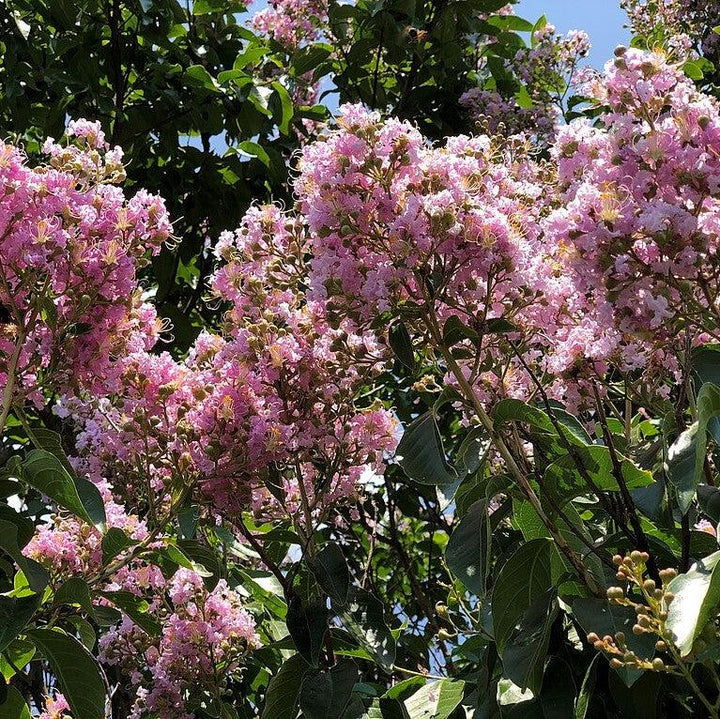 Lagerstroemia ‘Basham’s Party Pink’~ Basham’s Party Pink Crape Myrtle-ServeScape