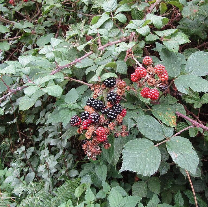 Rubus spp. (Blackberry) ~ Blackberry-ServeScape