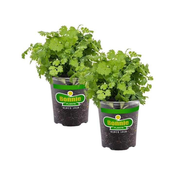 Assorted Herbs ~ Seasonal Herbs (4.5in)-ServeScape