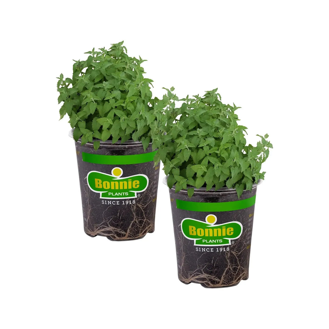 Assorted Herbs ~ Seasonal Herbs (4.5in)-ServeScape