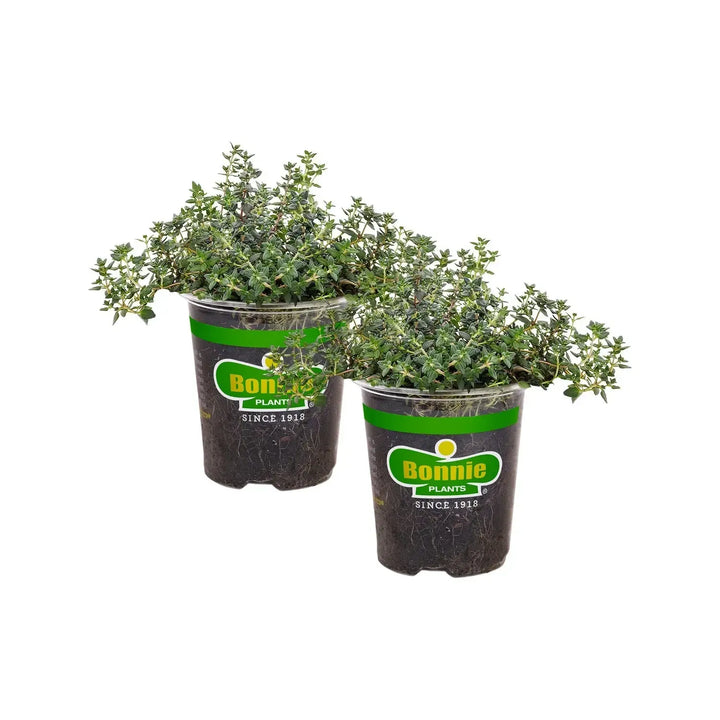 Assorted Herbs ~ Seasonal Herbs (4.5in)-ServeScape