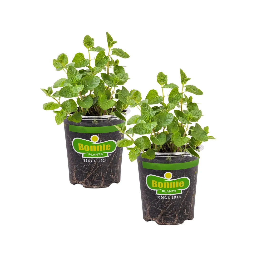 Assorted Herbs ~ Seasonal Herbs (4.5in)-ServeScape