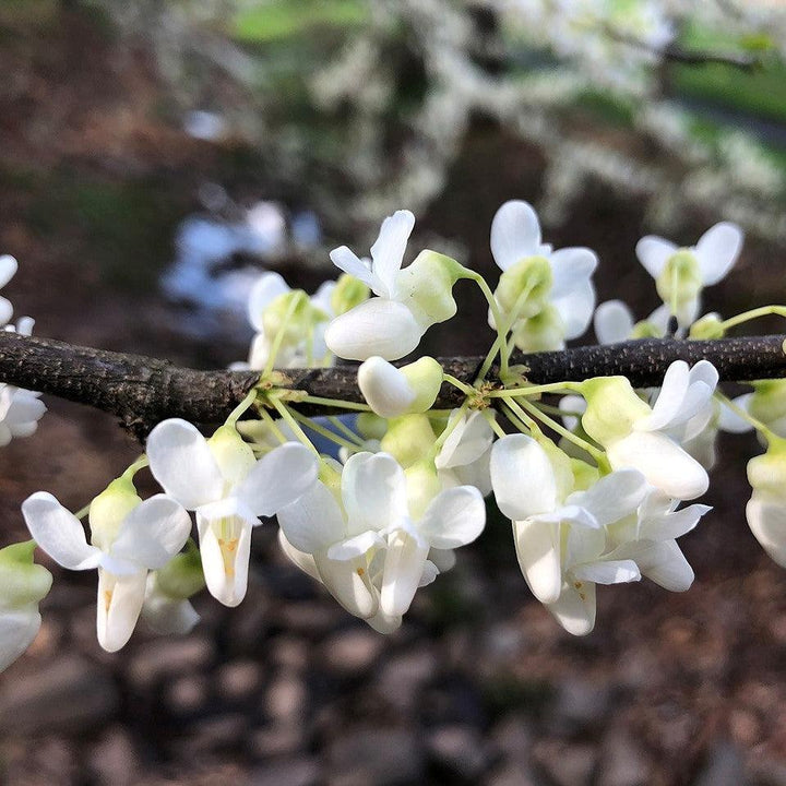 Cercis canadensis f. alba ~ White Eastern Redbud-ServeScape