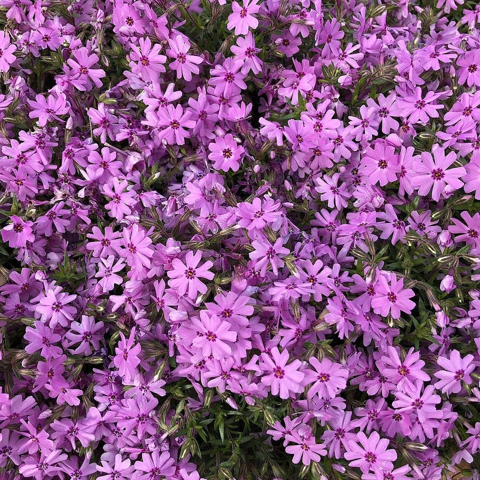Phlox subulata 'Fort Hill' ~ Fort Hill Creeping Phlox-ServeScape