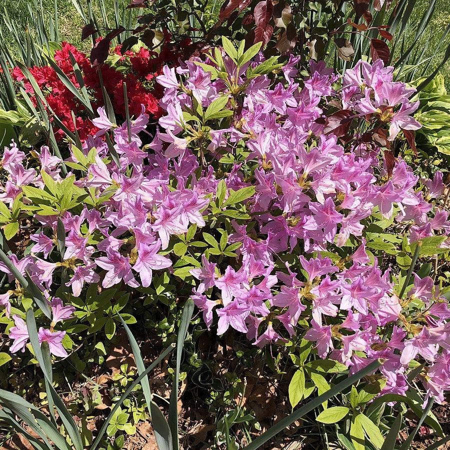 Rhododendron yedoense var. poukhanense 'Compacta' ~ Compact Korean Azalea-ServeScape