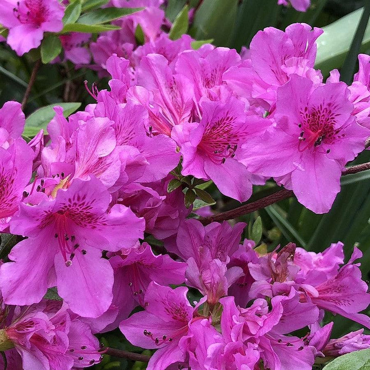 Rhododendron 'Herbert' ~ Herbert Azalea-ServeScape