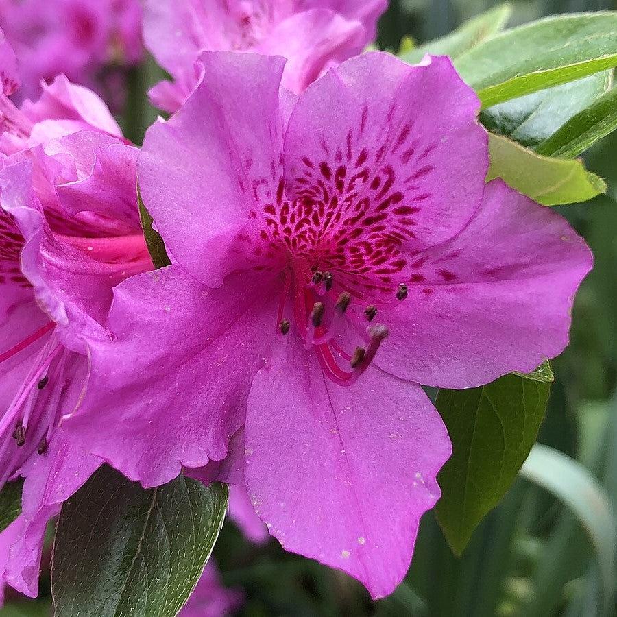 Rhododendron 'Herbert' ~ Herbert Azalea-ServeScape