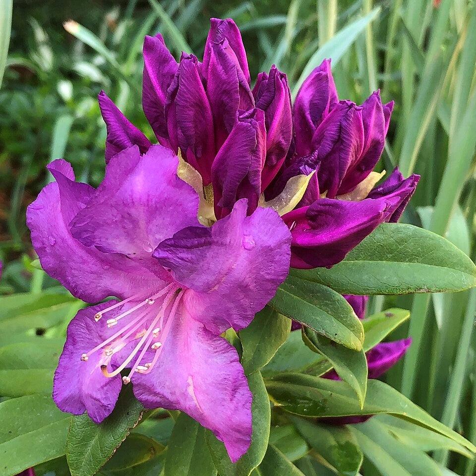 Rhododendron x 'Purple Passion' ~ Purple Passion Rhododendron-ServeScape