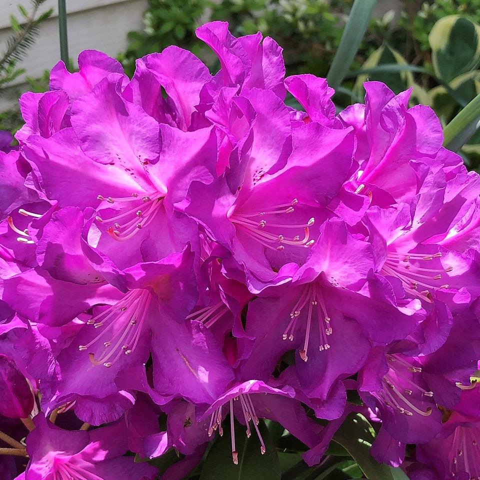 Rhododendron x 'Purple Passion' ~ Purple Passion Rhododendron-ServeScape