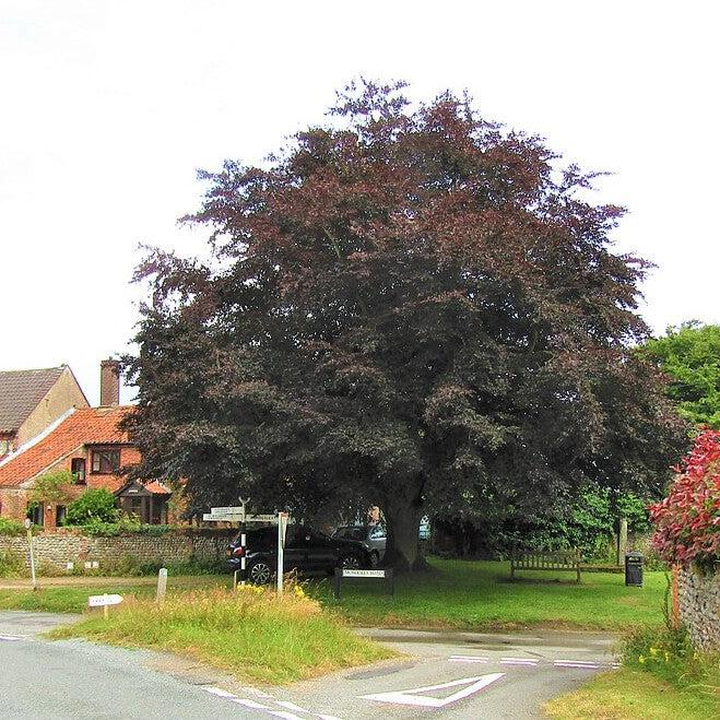 Fagus sylvatica 'Purpurea' ~ Purpleleaf Beech-ServeScape