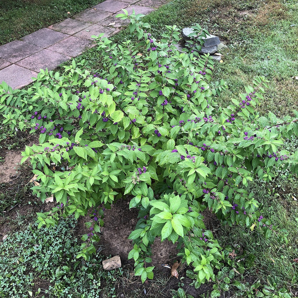 Callicarpa dichotoma ~ Purple Beautyberry-ServeScape