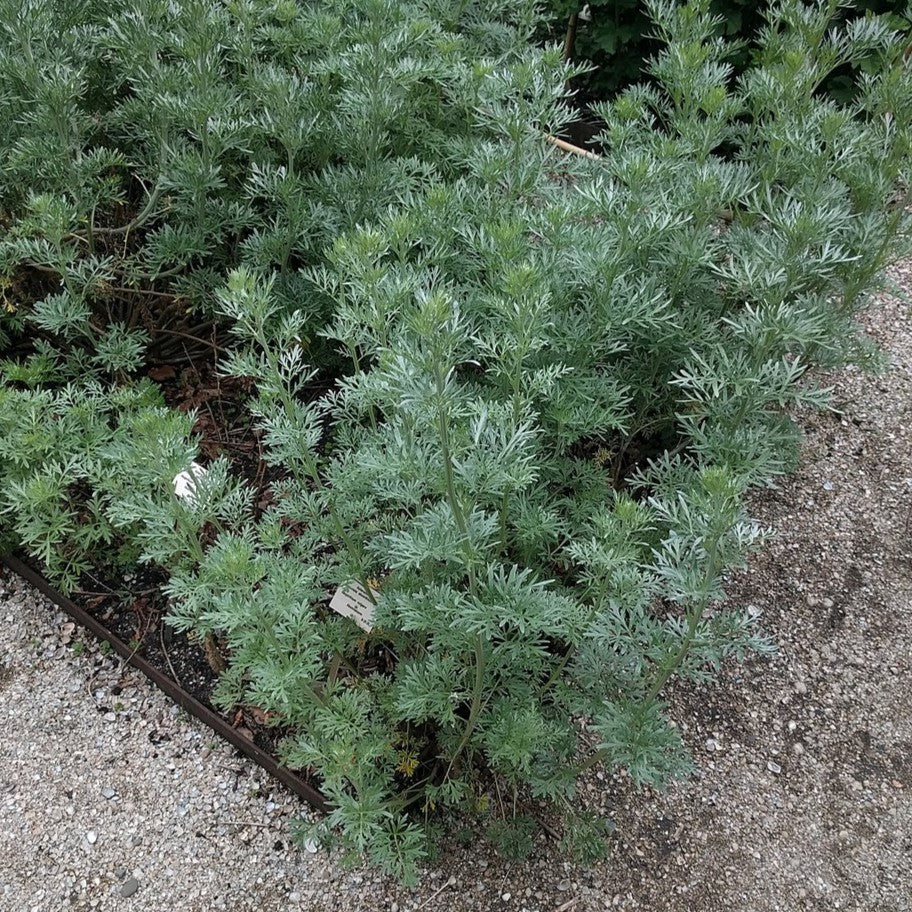 Artemisia absinthium ~ Wormwood-ServeScape