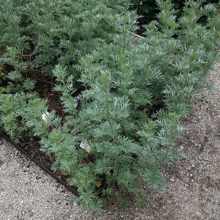 Artemisia absinthium ~ Wormwood-ServeScape