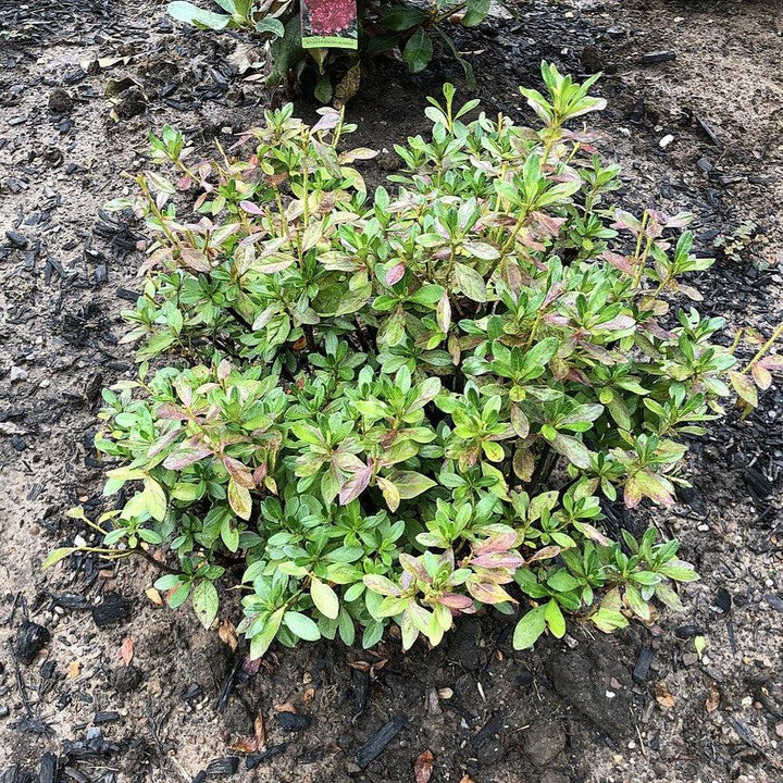 Azalea x 'Girard's Fuchsia' ~ Girard's Fuchsia Azalea-ServeScape