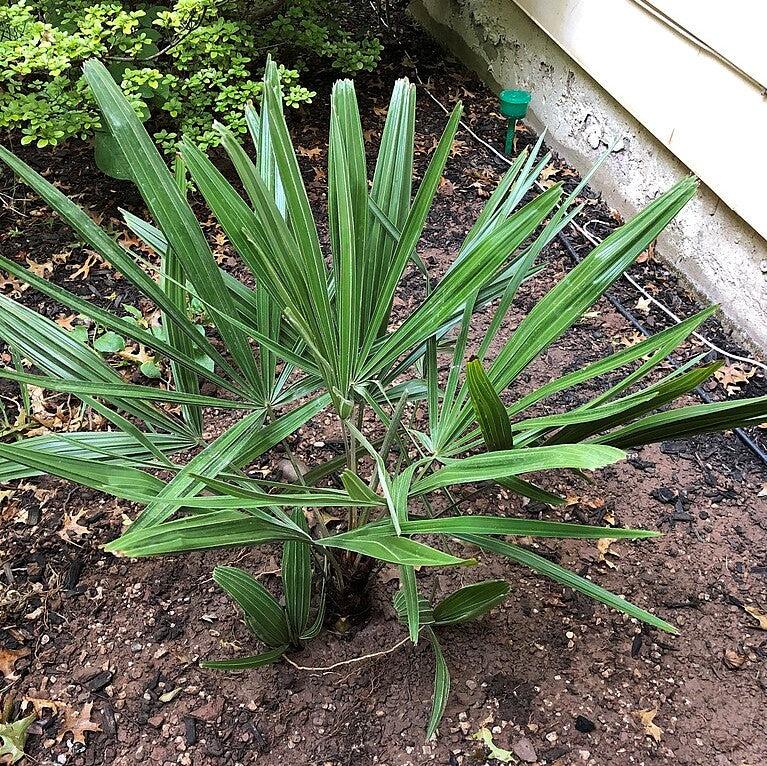 Rhapidophyllum hystrix ~ Needle Palm-ServeScape