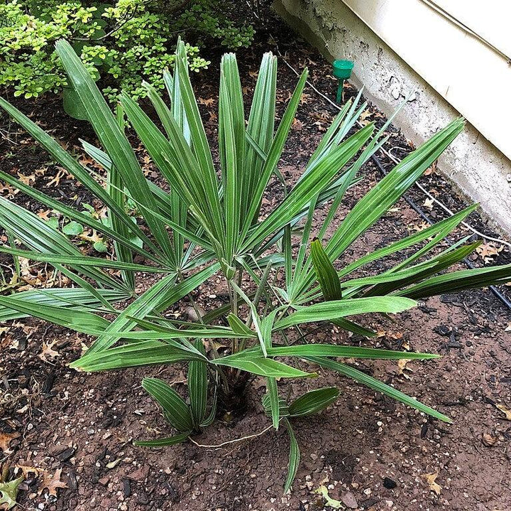 Rhapidophyllum hystrix ~ Needle Palm-ServeScape