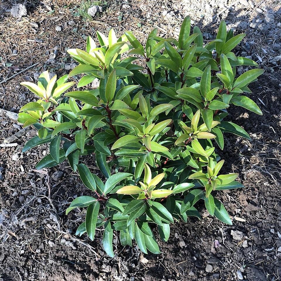 Kalmia latifolia 'Sarah' ~ Sarah Mountain Laurel-ServeScape