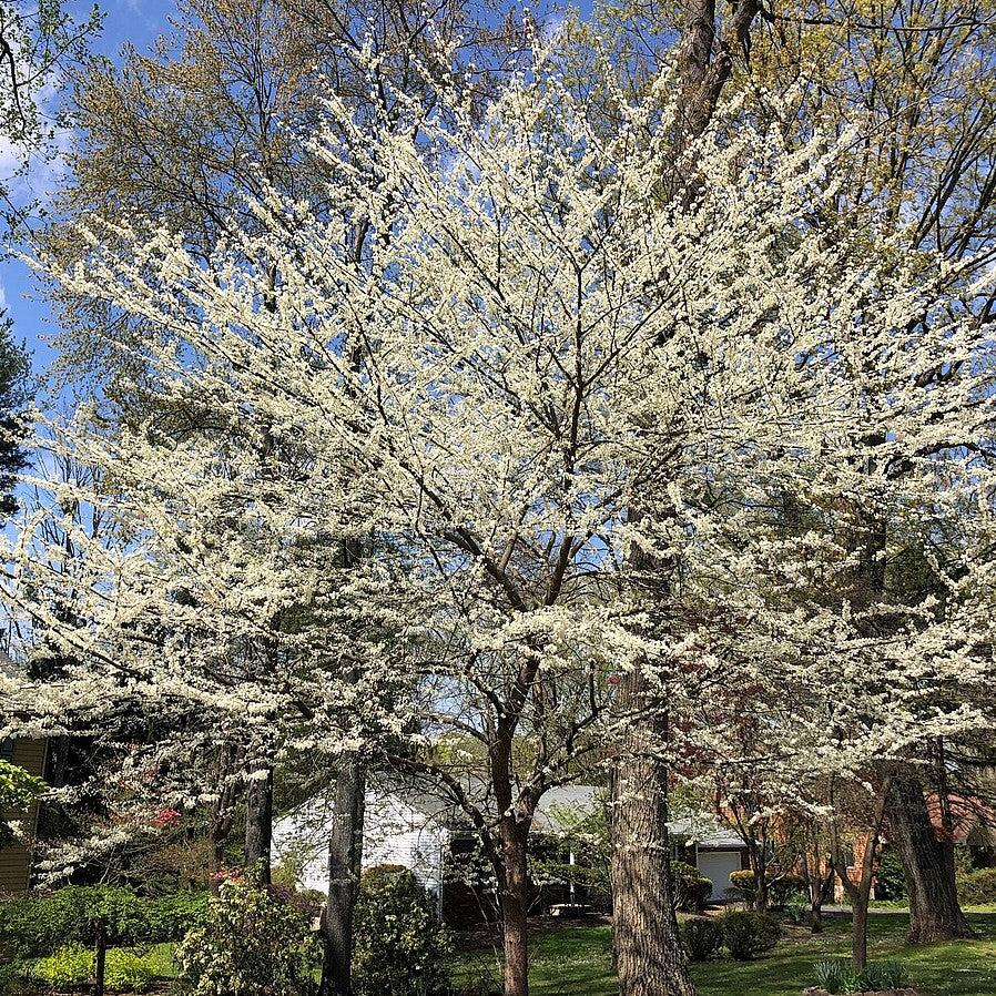 Cercis canadensis f. alba ~ White Eastern Redbud-ServeScape