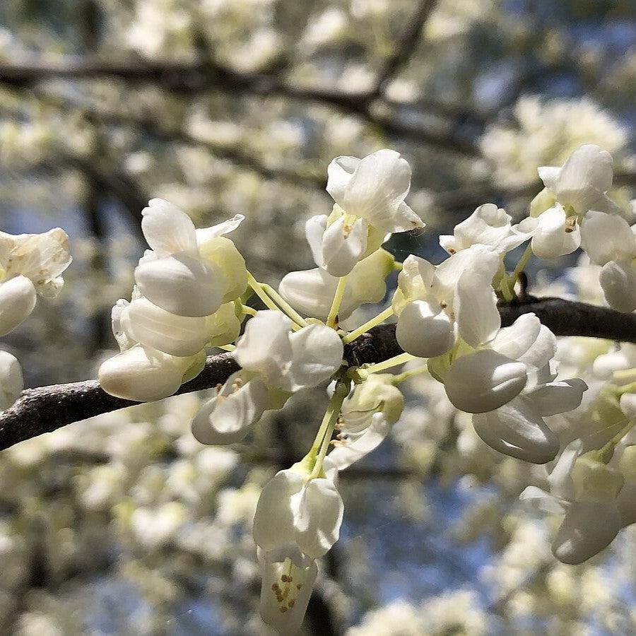 Cercis canadensis f. Alba 'Royal White' ~ Royal White Eastern Redbud-ServeScape