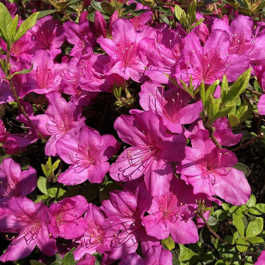 Azalea x 'Girard's Fuchsia' ~ Girard's Fuchsia Azalea-ServeScape
