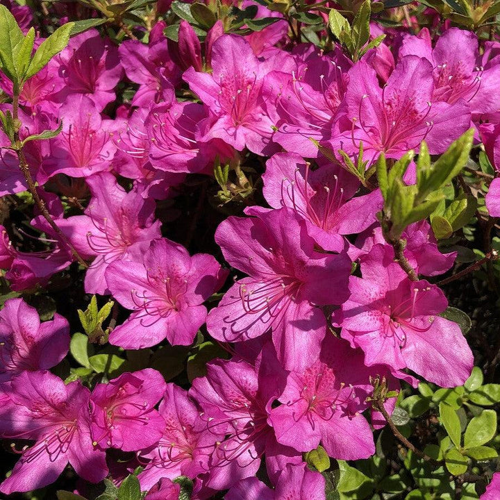 Azalea x 'Girard's Fuchsia' ~ Girard's Fuchsia Azalea-ServeScape