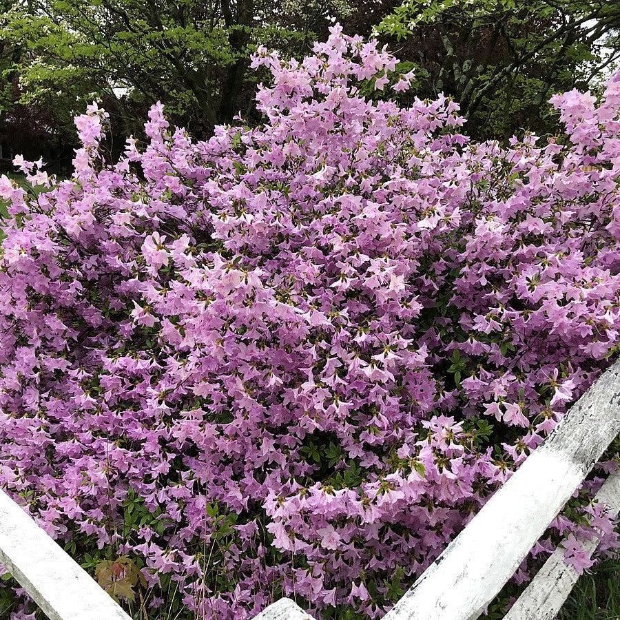 Rhododendron yedoense var. poukhanense 'Compacta' ~ Compact Korean Azalea-ServeScape