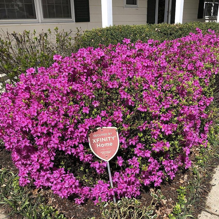 Azalea x 'Girard's Fuchsia' ~ Girard's Fuchsia Azalea-ServeScape