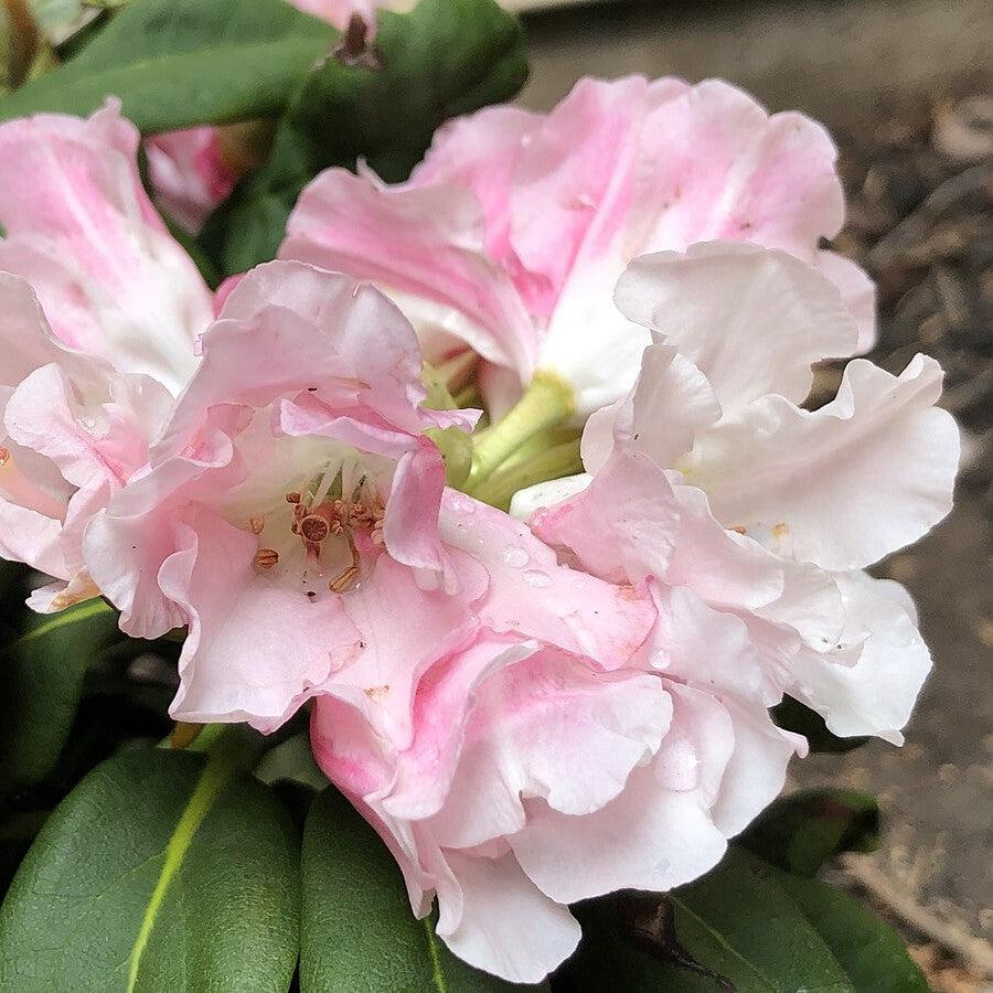 Rhododendron yakushimanum 'Yaku Princess' ~ Yaku Princess Rhododendron-ServeScape