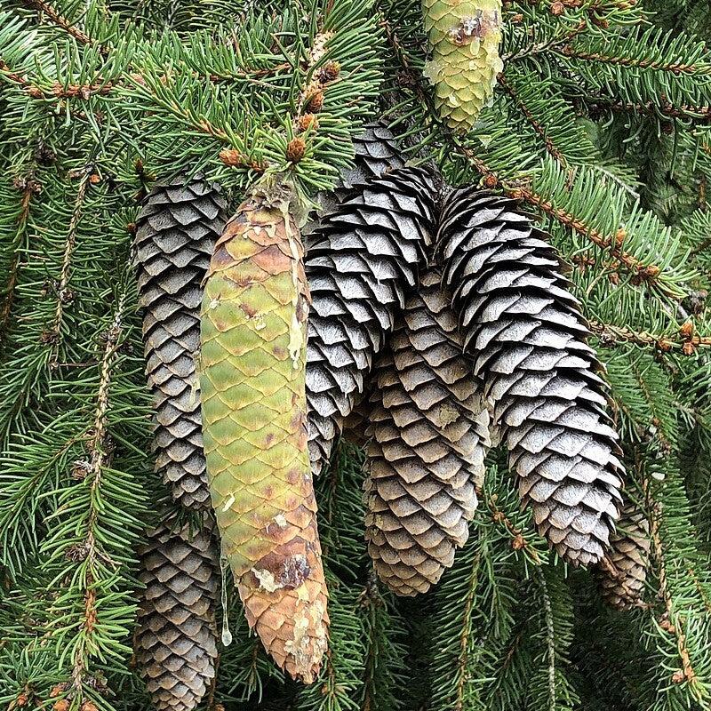 Picea abies ~ Norway Spruce-ServeScape