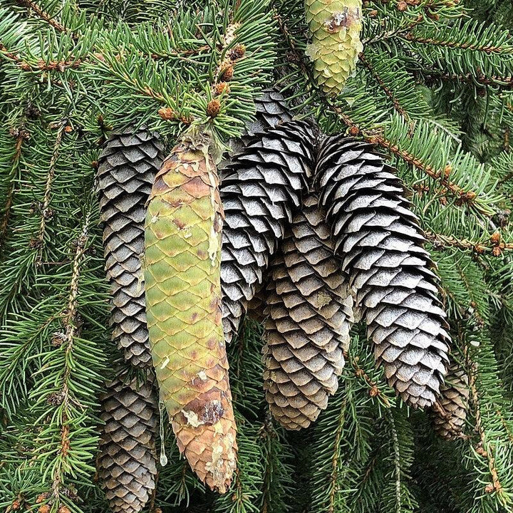 Picea abies ~ Norway Spruce-ServeScape