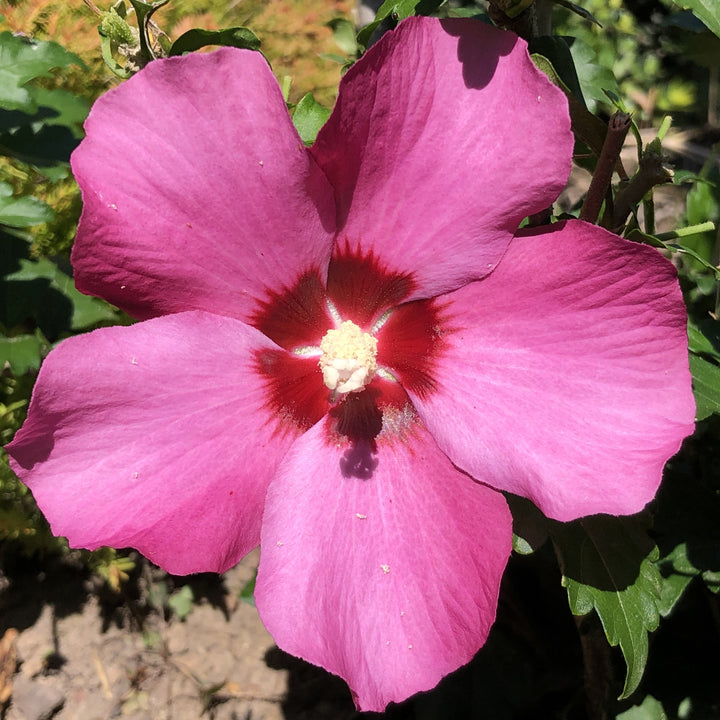 Hibiscus syriacus ~ Althea, Red-ServeScape