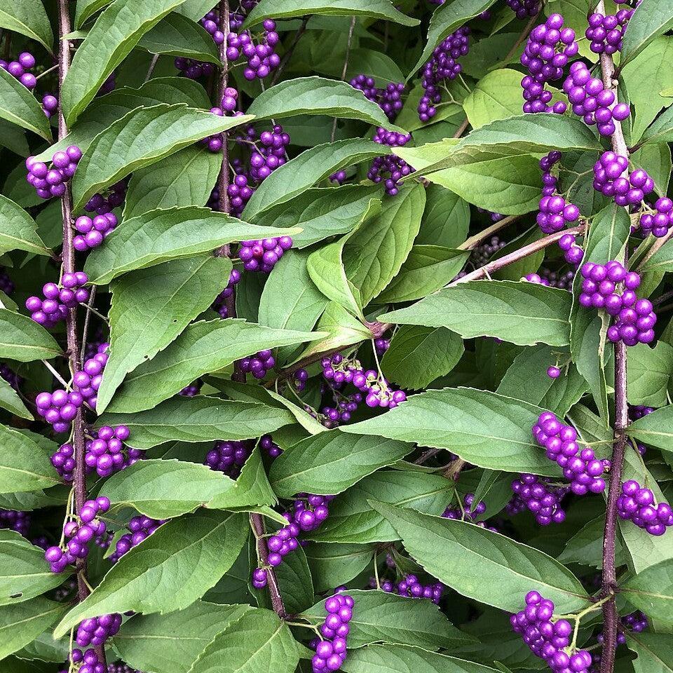Callicarpa dichotoma ~ Purple Beautyberry-ServeScape
