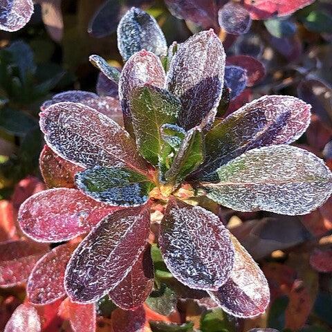 Azalea x 'Girard's Fuchsia' ~ Girard's Fuchsia Azalea-ServeScape