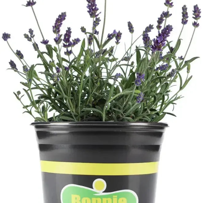 Assorted Herbs ~ Seasonal Herbs (4.5in)-ServeScape