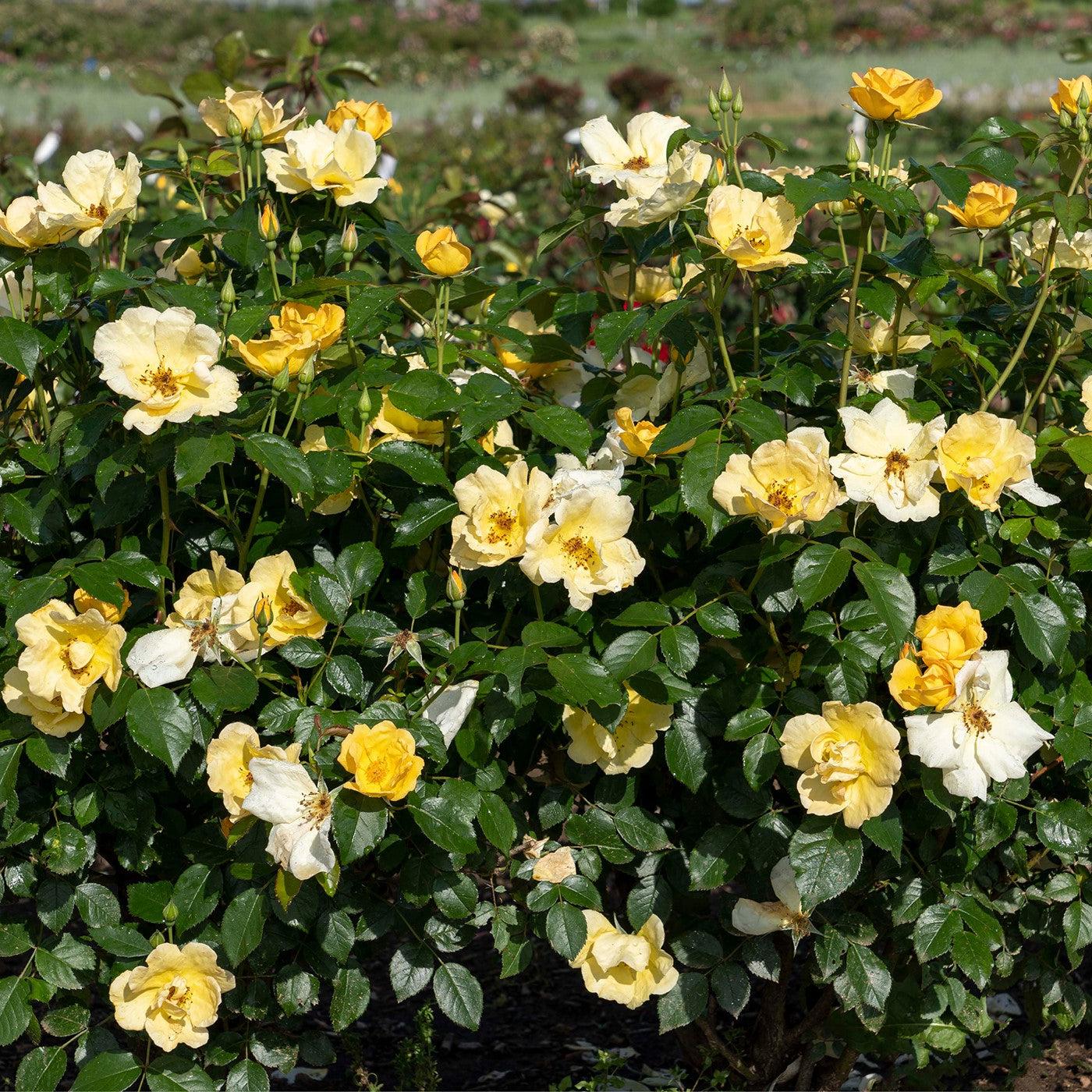 Rosa 'SRPylwko' PP 35,465 ~ Easy Bee-zy™ Knock Out® Rose-ServeScape