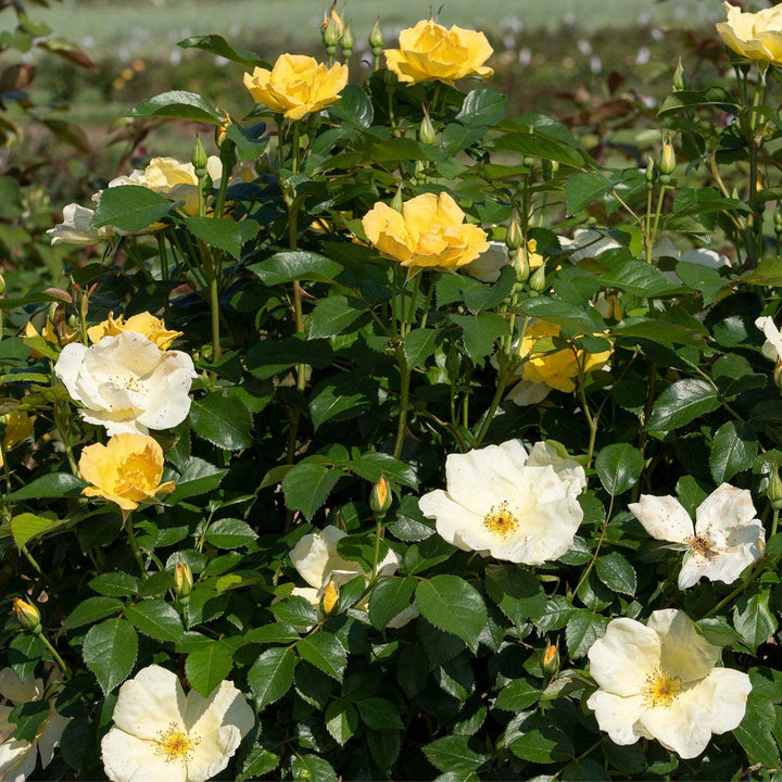 Rosa 'SRPylwko' PP 35,465 ~ Easy Bee-zy™ Knock Out® Rose-ServeScape
