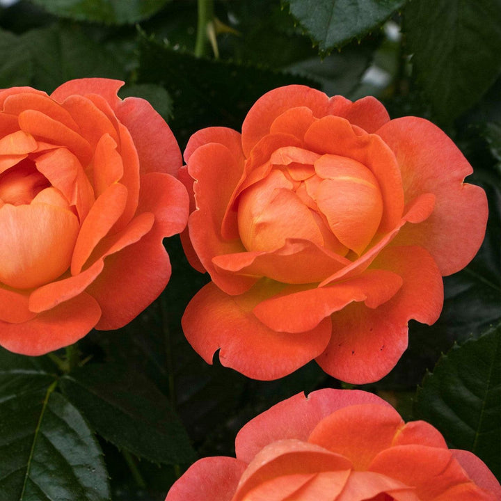 Rosa 'Radslam' PP 35,826 ~ Orange Glow™ Knock Out® Rose-ServeScape