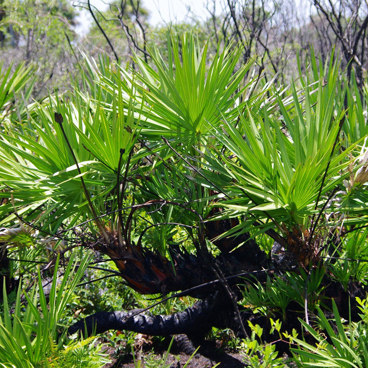 Serenoa repens ~ Saw Palmetto, Green-ServeScape