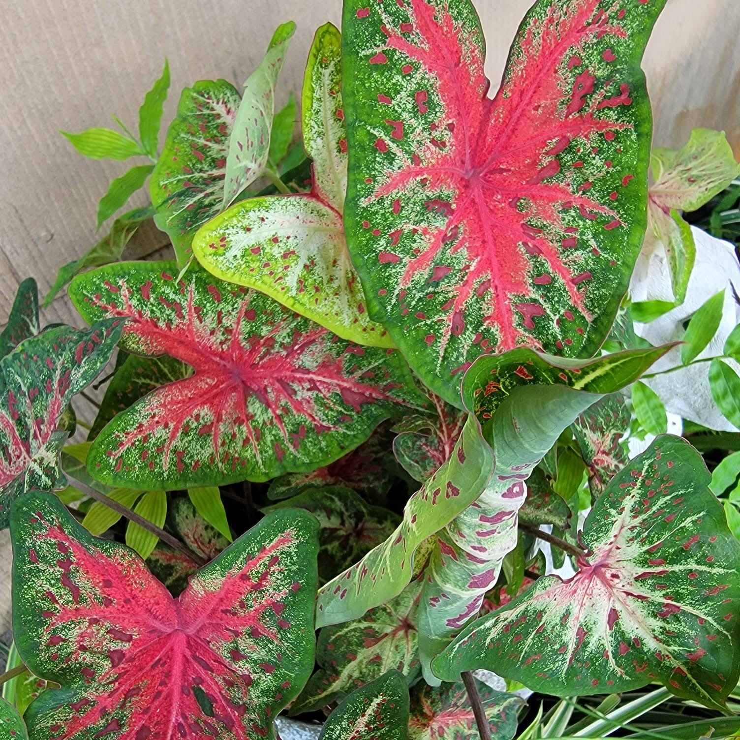 Caladium 'Wildfire' ~ Wildfire Caladium-ServeScape