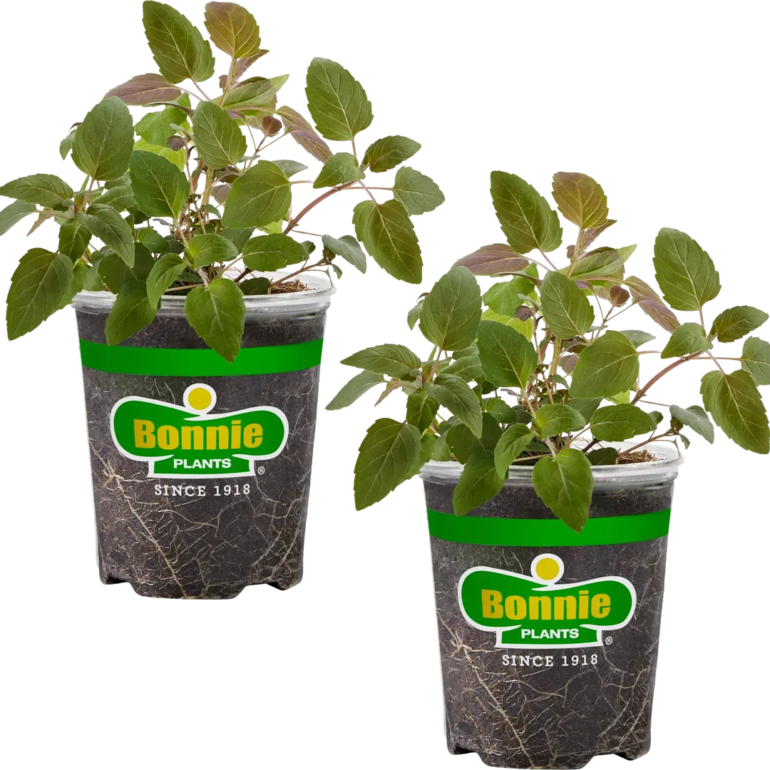 Assorted Herbs ~ Seasonal Herbs (4.5in)-ServeScape