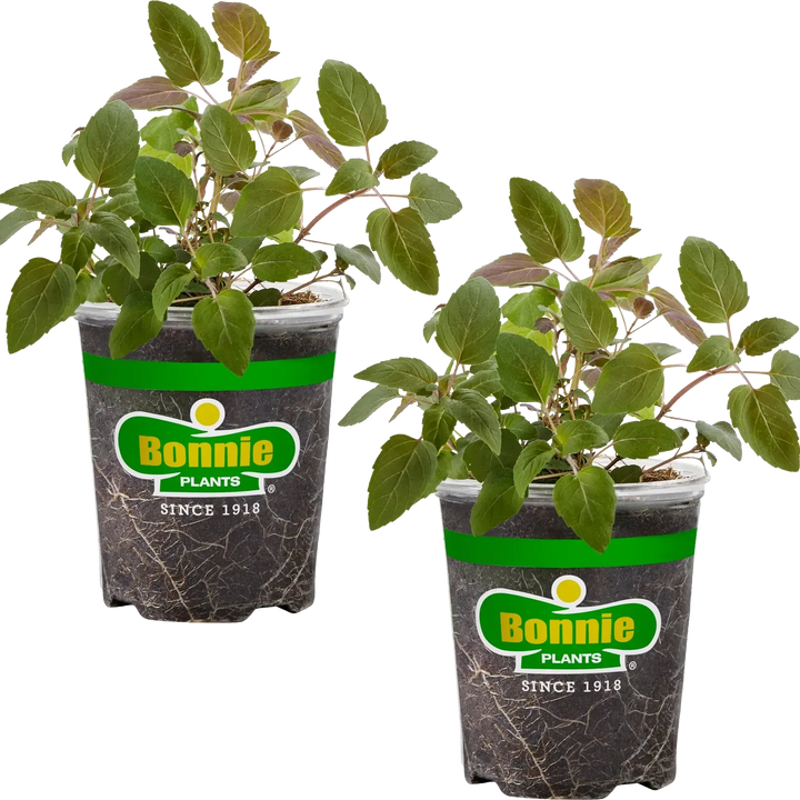 Assorted Herbs ~ Seasonal Herbs (4.5in)-ServeScape