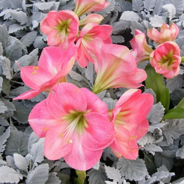 ~ Amaryllis, Assorted Colors-ServeScape