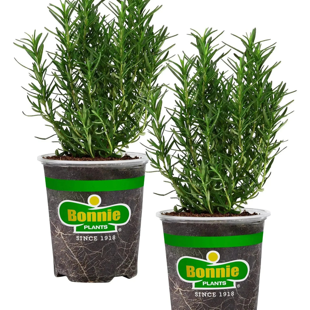 Assorted Herbs ~ Seasonal Herbs (4.5in)-ServeScape