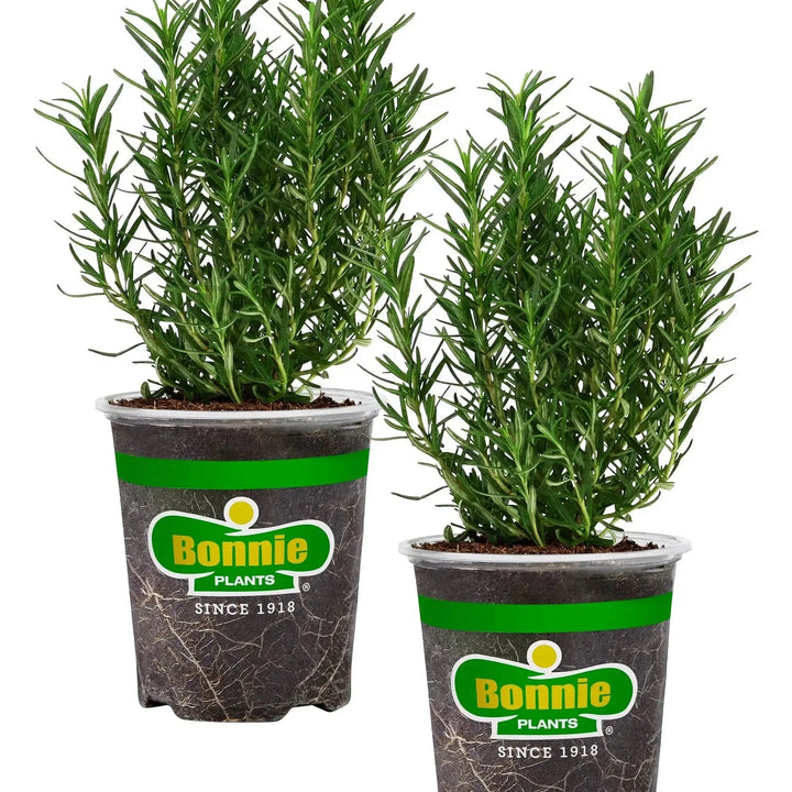Assorted Herbs ~ Seasonal Herbs (4.5in)-ServeScape