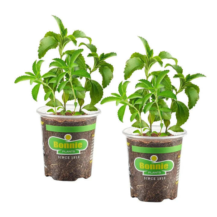 Assorted Herbs ~ Seasonal Herbs (4.5in)-ServeScape