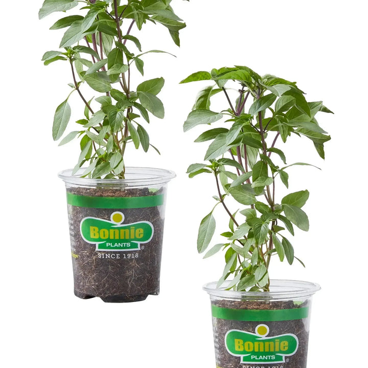 Assorted Herbs ~ Seasonal Herbs (4.5in)-ServeScape
