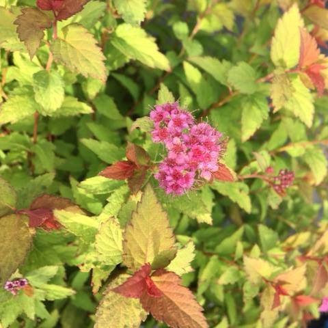 Spiraea japonica 'Matgold' ~ Bloomin' Easy® Pop Rocks® Rainbow Fizz™ Spirea-ServeScape