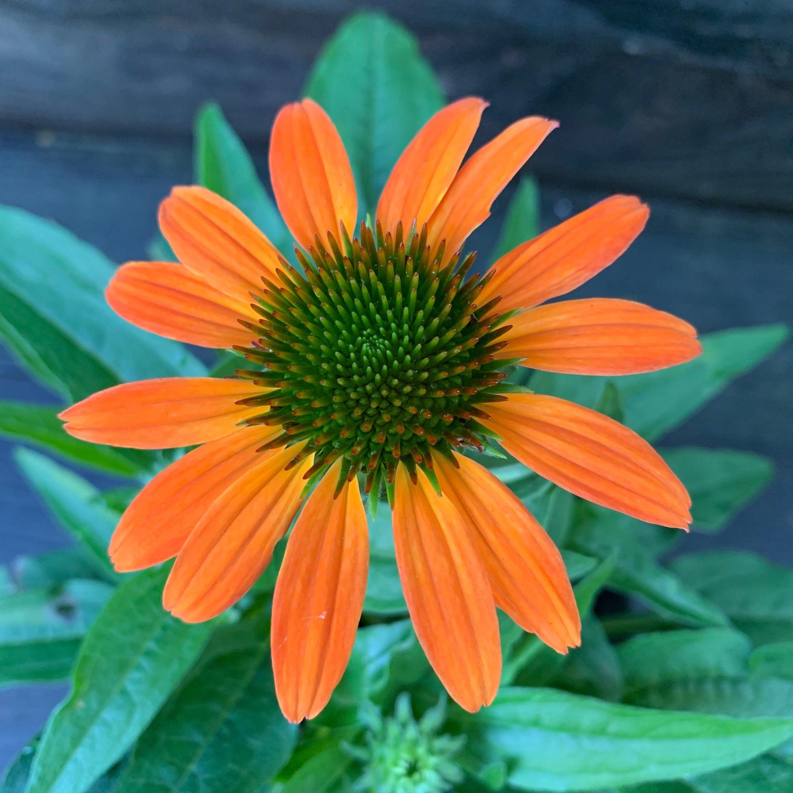Echinacea 'PAS1308374'~ Artisan™ Soft Orange Coneflower-ServeScape